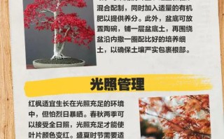 红枫叶盆栽养殖技术要点有哪些？