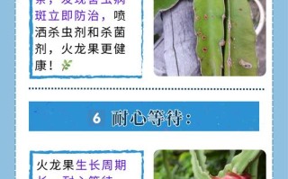 盆栽火龙果怎么养才结果？