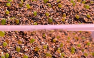 多肉小苗几天可晒太阳？