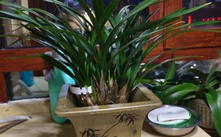 兰花盆栽过年图片怎么拍好看？