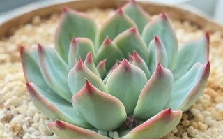 吉娃娃盆栽怎么养？有哪些品种？