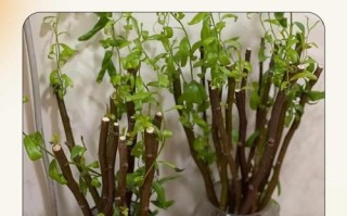 多肉神龙怎么繁殖？