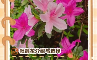 盆栽杜鹃花怎么养？视频教你养护技巧