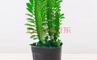 龙神多肉怎么养？养护要点有哪些？