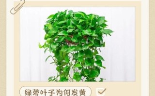 水培绿萝根发黑是生病了吗？