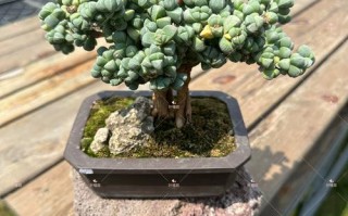 鹿角海棠怎么爆头？