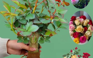 哪些多肉植物能嫁接？