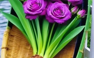 水培玫瑰花瓣能当沙水玩具吗？