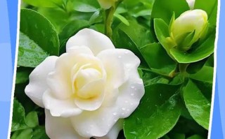 栀子花水培施肥该注意啥？