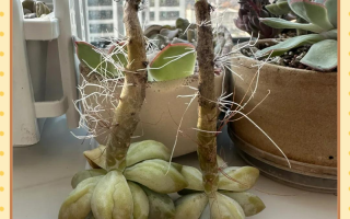 多肉长气根该剪还是留？