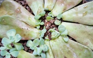 多肉外面的叶子怎么处理