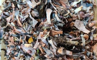 多肉根下透明虫子是啥？咋办？