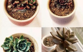 滨州里则多肉怎么养？