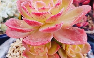 巨型多肉图片，究竟有多震撼？