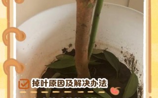 多肉摘叶后怎么处理？伤口要涂药吗？