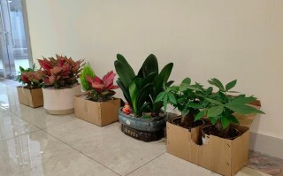 广州适合气候的花盆栽有哪些？