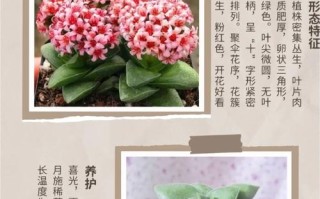 多肉叶子变褐怎么办？