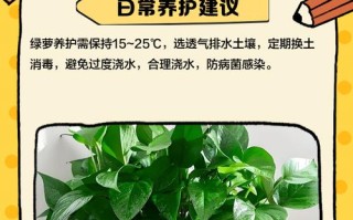 绿萝水培烂根烂叶，怎么救？