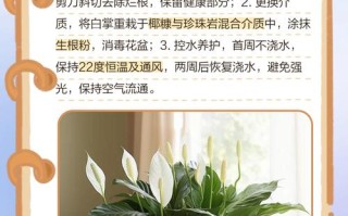 水培白掌烂根咋快速补救？