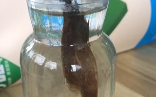 水培多肉徒长？如何控形促矮壮？