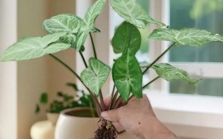 水培合果芋怎么种？关键步骤有哪些？