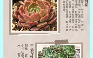 多肉开花名称有哪些？