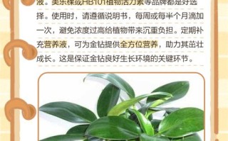 水培金钻转土培怎么换盆不伤根？
