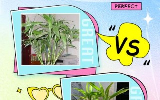 水培土培盆栽，哪种更适合家庭养护？