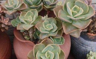 什么多肉叶子是风车形状