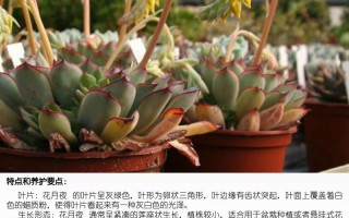 多肉开花图片名称有哪些？