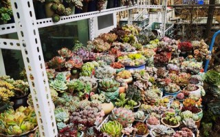 杭州哪里能找到多肉培育基地？