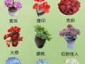夏季最容易度夏的多肉
