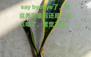 水培虎皮兰新芽怎么移植