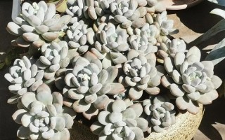 香水多肉老桩如何高效繁殖？