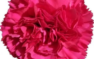 桃红色康乃馨盆栽图片怎么养？