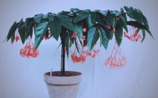 小叶竹节海棠盆栽图片长啥样？