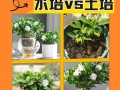 花土培好还是水培好？