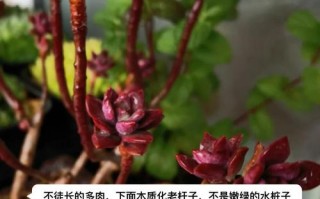 多肉徒长，砍头留底还是剪顶？