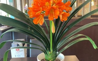 冬季盆栽花卉有哪些好选择？