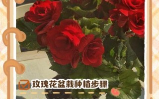 玫瑰盆栽播种，这方法真的能行吗？