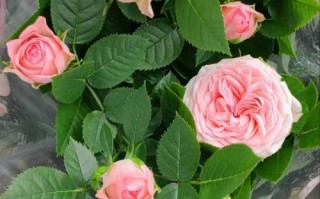 盆栽玫瑰花图片有哪些经典造型？