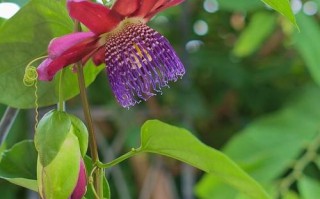 盆栽荷包花养护要注意哪些细节？