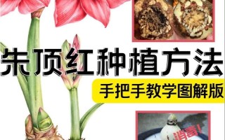 朱顶红水培土培哪个更优？