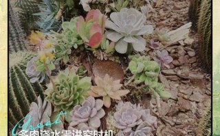 多肉为何不用勤浇水？