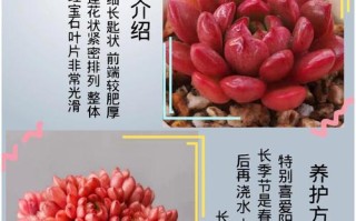 红宝石多肉适合什么盆