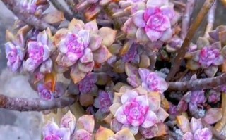 广东多肉还能种吗？