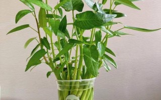 水培白菜一定会开花吗？