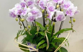 蝴蝶兰小篮子组合盆栽怎么养护？