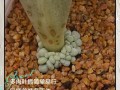 多肉叶片繁殖怎么摆放