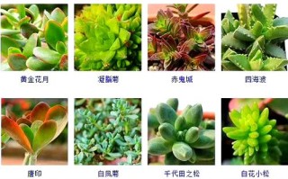 进口多肉植物名称图片有哪些？